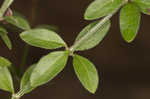 Hairy bedstraw